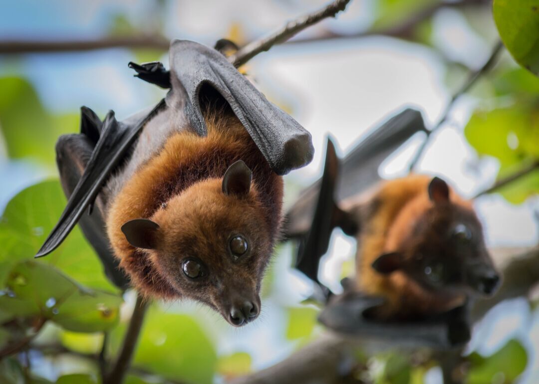 Myth #20: COVID-19 originated from people eating bat soup
